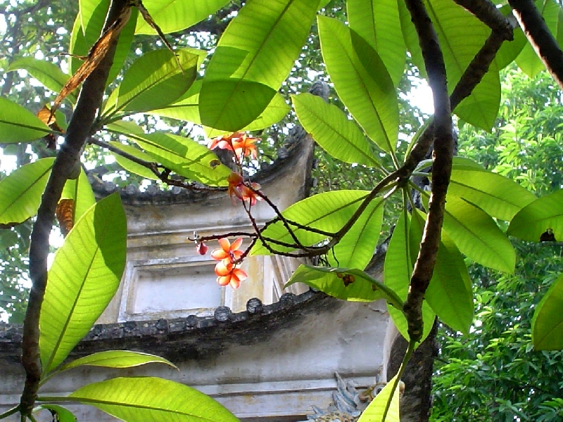 Hoa đại