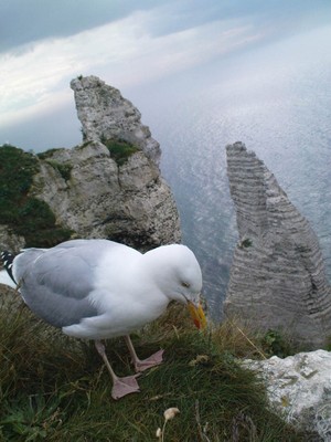 Chim biển (Etretat - Normandie) - ảnh pqv