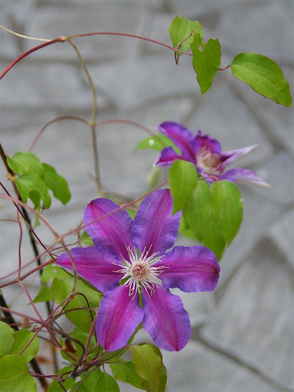 hoa clematite  -  ảnh HD