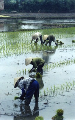 Cấy lúa  -  ảnh V.N. 2003