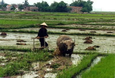 ...con trâu đi bừa - đồng ruộng Hà Tây (ảnh NVH)