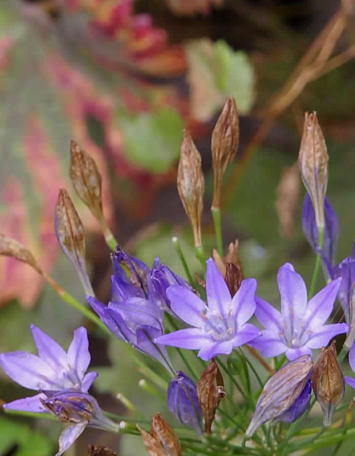 Hoa Brodier (triteleia laxa)