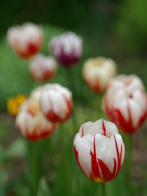 hoa tulipe  -  ảnh HD