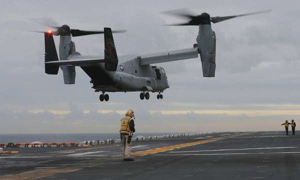 osprey